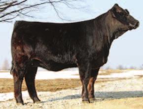 BW: 82 This flashy, young female is sired by the up and coming AI sire SVF Star Player, and is out of as stout and powerful SimAngus cow as you ll find.