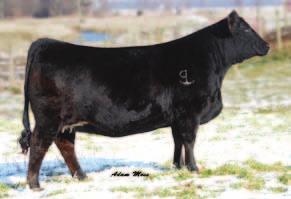 02 API: 104 SVF/NJC Built Right N48 NJC Ebony Antoinette Flush and Embryo s PCC Queens Valentine R9 Selling 1 set of Each Embryo Package 3 Embryos Guaranteeing 1 Pregnancy 3C Macho M450 BZ EXG Queen