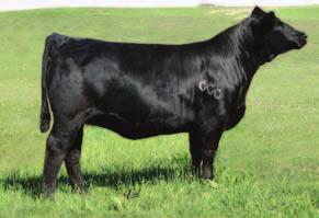 Here is genetics from the Crazy Queen family. Miranda is top notch donor for Trennepohl Farms and this was a many time champion in Arkansas for Katlyn Tunstill.