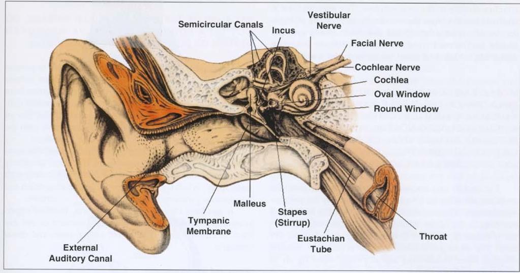 Anatomy of the Ear From James T. Joyner, ed.