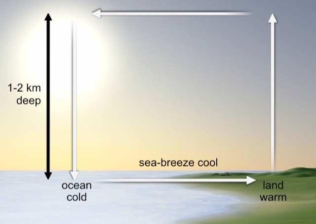 1/21/2019 Sea Breezes Ocean absorbs more heat than land But land heats faster (lower thermal inertia /heat capacity) so less dense air rises, moves out over ocean, cools and descends; cool air