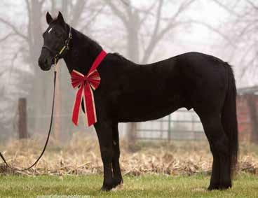 New Beginnings: Ohio Aged Pacer of the Year Comes To New Vocations By Winnie Morgan Nemeth Rich in Ohio history, champion pacer Noble Cam is embarking on the next chapter in life as a pleasure mount
