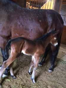 Foaling Season is Upon Us Don t forget to share your cute foals photos with OHHA so we can share them in our foal picture album on Facebook and you never know when they might show up in a publication!