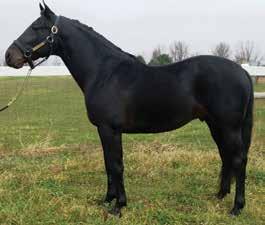 3 ($1,164,174), If I Can Dream has produced some nice foals including Big boy Dreams p,2, 1:51.3; 3, 1:50.1 ($462,132) & Forty Five Red p,2, 1:51.1 ($315,477).