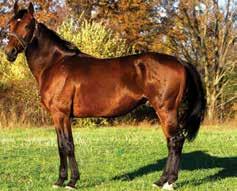 Winner of the Standardbred at 2, he earned nearly $200,000 each year from ages three to seven.