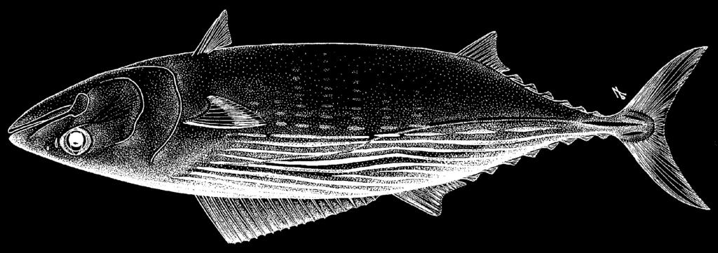 3740 Bony Fishes Sarda orientalis (Temminck and Schlegel, 1844) Frequent synonyms / misidentifications: None / None. FAO names: En - Striped bonito; Fr - Bonite oriental; Sp - Bonito mono.