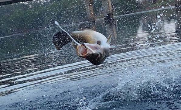 baitfish skipping on the surface.