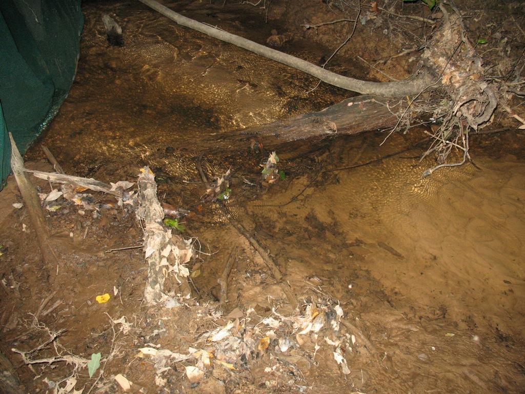 upstream of coal slurry spill (Site