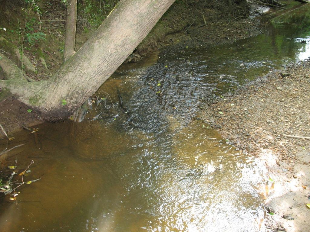 downstream of coal slurry spill and