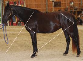 How Forequarter and Hindquarter Angles Affect Gait By understanding how the angles of the forequarters and hindquarters affect the horse s movement, it becomes possible to determine the gaits the
