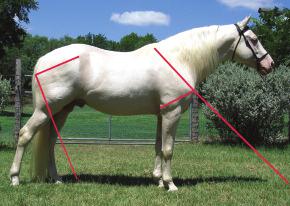 CONFORMATION CONSIDERATIONS 4 RACK A horse with equal, or nearly equal, angles in the forequarters and hindquarters will have similar length and height of stride in his front and hind legs (fig. 4.5).