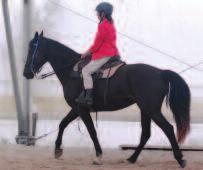 breaks, allowing him to stretch out at a relaxing dog walk with minimal contact on the bridle.) These exercises can be practiced on the trails as well as in a more structured environment. 8.