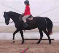 To slow the gait, maintain contact and increase collection by giving less with your seat and hands (B). This shortens the horse s stride, but does not sacrifice good form.