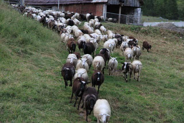 Bovec sheep Krainer Steinschaff Austria Plezzana Italy Foto: V.