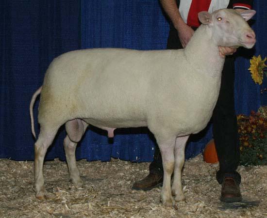 Improved Bovec sheep in Slovenia Introgression Started in 1982 New breed
