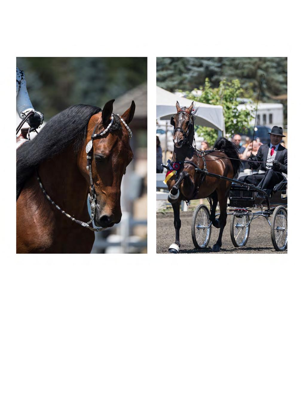 AMERICAN SADDLEBRE DS & MORGANS featuring the Far West Morgan Regional Championships AT