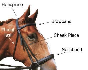 Tack & Equipment Study Guide Definitions Tack, in a strict definition, refers to the leather equipment, such as saddles and bridles that are used in equine activities.