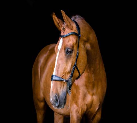 A hackamore is a bitless bridle that works by exerting pressure on areas other than the horse s mouth.