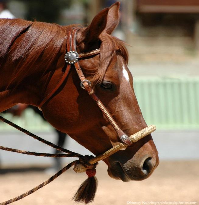 A bosal is a loop made out of rawhide that fits over the horse s nose; it acts mainly on the thin skin under the horse s jaw but also over the bridge of the nose and the poll.