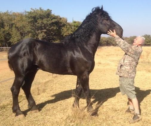 Gemini Luke goes on out-rides in halter 4 years old David Baird is a member of the SA Percheron Horse Breeders Society since October 2012 and kindly
