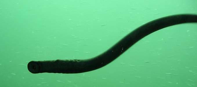 Technical Report 213-3 ADULT PACIFIC LAMPREY MIGRATION IN THE LOWER COLUMBIA RIVER: 212 HALF-DUPLEX PIT TAG STUDIES A Report for Study Code ADS-P--8 by M. L. Keefer, C. C. Caudill, E. L. Johnson, T.