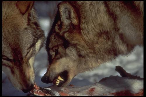 The Ecology of Feeding Dominant wolves may eat first Gorging on a carcass may occur in