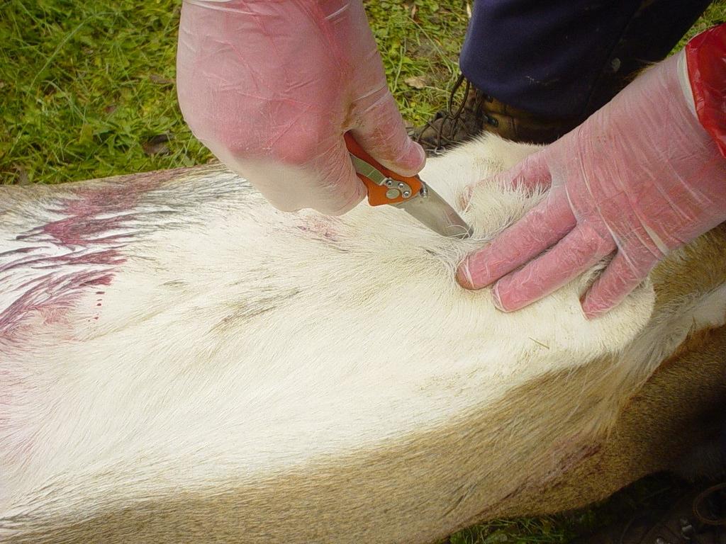 Using your Easy Find knife carefully cut a two inch slit in the hide where the stomach and breastbone meet.