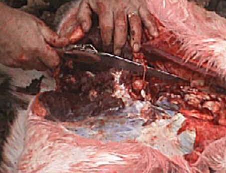 Once secure, cut the intestine. At this point, everything up to the pelvis should be on the ground beside the animal.