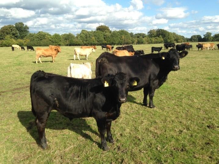 two Pedigree AA stock bulls (Peter Turnbull, Coxwold breeding) between 2/5/17 and