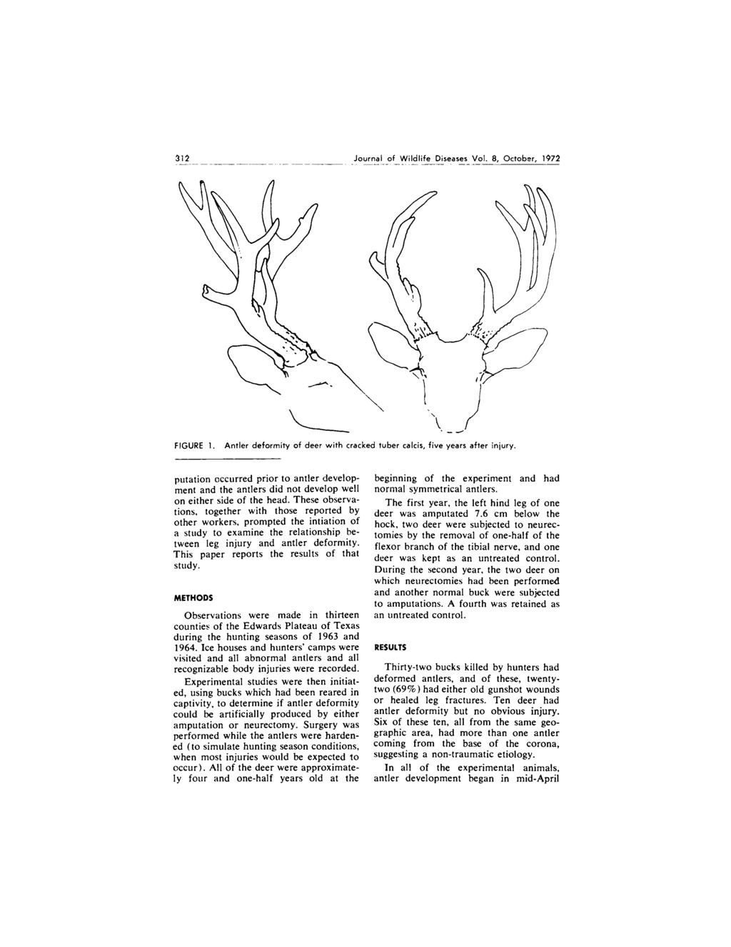 312 Journal of Wildlife Diseases Vol. 8, October, 1972.- - -.-- - -. - - - FIGURE 1. Antler deformity of deer with cracked tuber calcis, five years after injury.