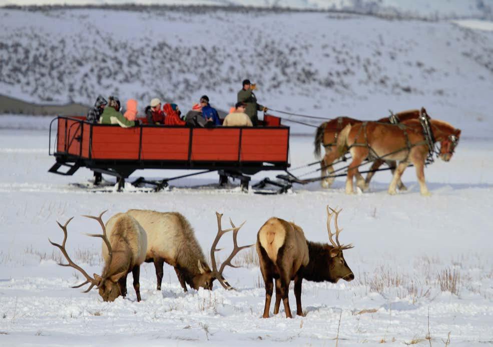 SNOW ADVENTURES SLEIGH RIDES Take a sleigh ride into the National Elk Refuge; winter home to more than 10,000 elk that migrate from the mountains to the refuge as the season changes.