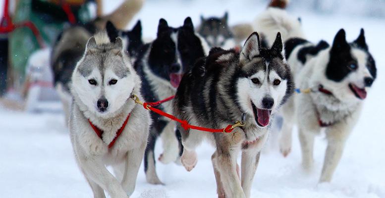 SNOW ADVENTURES DOG SLED TOURS DECEMBER APRIL A dog sled tour is perhaps the best way to see the beautiful scenery of Jackson Hole.