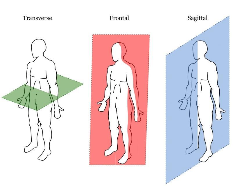 BIOMECHANICS EXPLAIN THE PLANES OF MOTION Horizontal/Transverse Plane Frontal Plane Sagittal Plane ANATOMY QUESTIONS What is a hinge joint and its function?