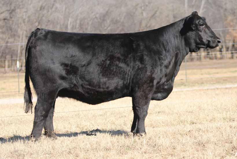 lot P.E..01.18 to..18 to GS Bronson SO Belinda 2B and SO Round Robin 3A are two of the finest females to sell any way, any day and anywhere in the country!