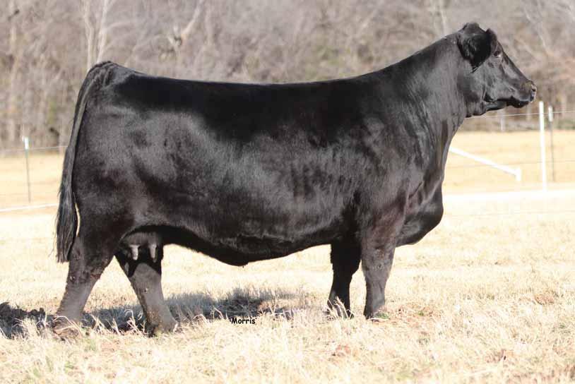 SO Fargo 83F, son of Lot 1. He is selling in the Cowtown Classic Limousin Sale, February 1st at Fort Worth Texas!