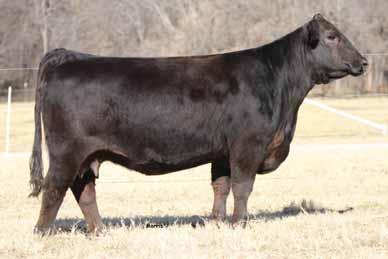 This polled, homozygous black female is in the prime years of her production and man is she doing a tremendous job! She is a daughter of PVF Insight 0 and from AUTO Forever 21X.