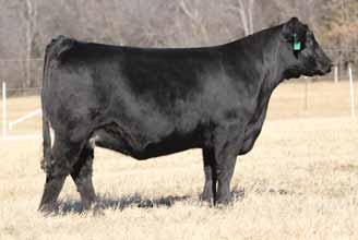 2R G A R US PREMIUM BEEF O&M BLACK WATERFORD 01 FAT 0. REA.3 %IMF 3.73 1 2 1 0.7-0.2 2 0.1 0.. 0 0 lot 21 A.I..02.18 to GS Bronson.P.E. 0.11.18 to 08.01.18 to AUTO Power Plus 3B and SO Expectation 7E.