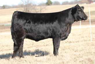 He is a son of GS Xyloid and from the proven and predictable donor GS Paradise Canyon. This young heifer is extreme in her thickness and her depth of body. : 7 lbs.; : 1 lbs.