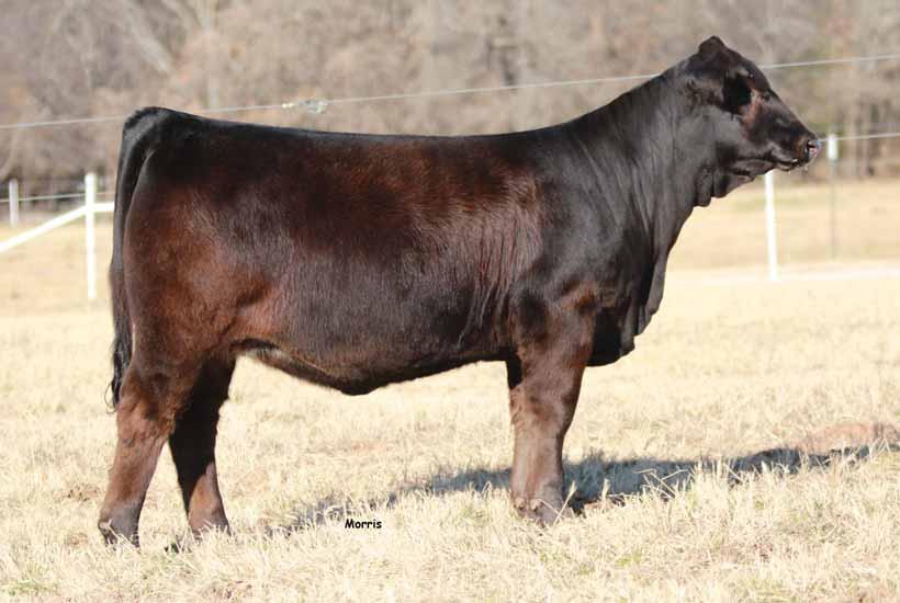 21H 2.7 73 1 28 03 1-0.3 3 0. -0.02. 7 0 2 3 1 2 lot 2 SO First Fling 888F is a 8% Lim-Flex open heifer that is polled and homozygous black.