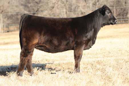 1.2-0.2 1 1.17 0.1.2 DAM 11 1. 1 8 1 0. 7-0. 3 0.8 0..2 2 SO Finnicky 2F ET Limousin (81) Cow Polled HB 02.27.