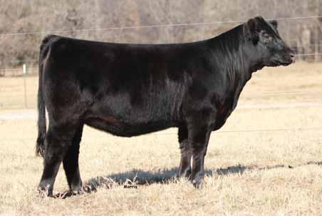 COLE MISS FIRDOWN S GS SILHOUETTE BR MIDLAND GS LADY ACE SIRE 2. 1 18 0.