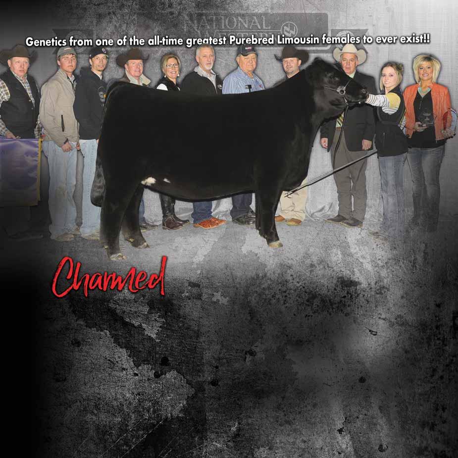 This homozygous black female comes from some of the best Limousin genetics in the breed.