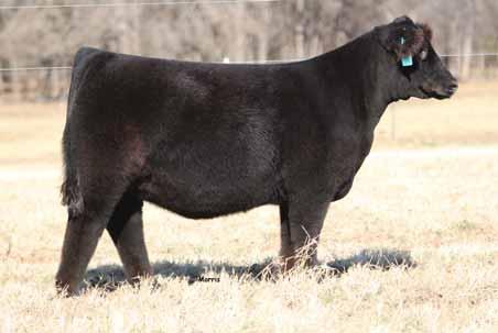 lot 1 lot 2 Colburn s Primo x Riverstone Charmed C flushmates _ 1 LOT 1 - : 78 lbs. and LOT 2-78 lbs.