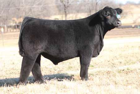 They are sired by the elite purebred Angus sire Colburn Primo 3 and just happens to be progeny from the most prominent purebred female in the entire breed, Riverstone Charmed.