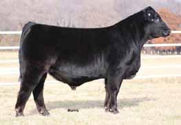 This mating has created one absolutely amazing beef bull. He ranks in the top 1% of the breed for with a, top % for with an 18, top % for with a 1.