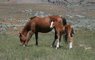 39 1 Sorrel Colt By Cat Suep Buckskin Filly By Kid Dunit Hollywood Dun It Dun It With A Twist Cat Suep Playdox Sevens N Eights Doc A Holey Freckles Playboy Tiny Patches Lady Pattys Lady SIRE: KID