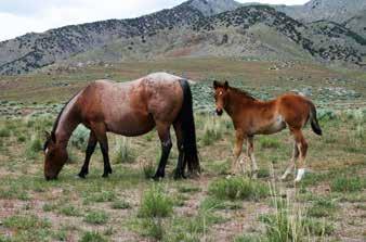 DAM SIRE: GENUINE PEP LANE (1995 Sorrel) a foundation bred ranch horse. By Genuine Smoke (1981 Sorrel). NCHA LTE: $2,743.41. By Mr.