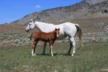 AQHA Hall of Fame 5 Bay Roan Filly By Quite A Boon Quite A Boon Cindy Lane Peptoboonsmal Royal Blue Boon Genuine Smoke Genuine Pep Lane Sparkle