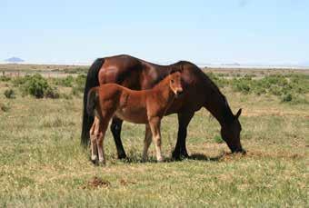 29. 8 Bay Colt By Cat Suep Cat Suep Merads Little Sue Docs Hicory Sue Bodees Party Doll Bodee Boonsmal Peptoboonsmal Docalady Shorty Lena Shortys Party