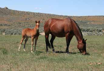31 9 Sorrel Filly By Quite A Boon Sorrel Filly By Quite A Boon Peptoboonsmal Quite A Boon Peptoboonsmal Royal Blue Boon Quite A Boon Haidas Little Prom Haidas Hope Bobalena Bob Lena Bob Prom Selica